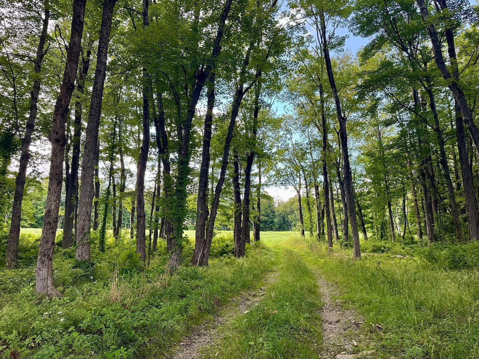 A farm lane running through the woods toward an open field